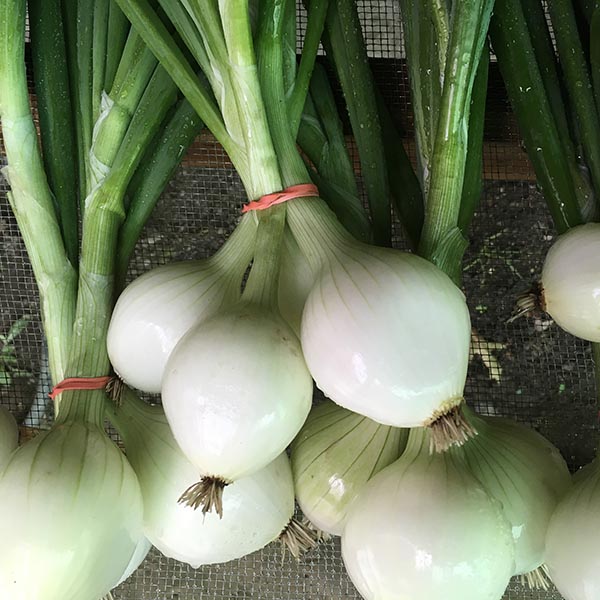 Onions, Sweet, Walla Walla Foxfire Farms Local, Natural, Sustainable